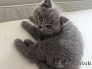 Photo №2 de l'annonce № 173872 de la vente british shorthair - acheter à La Grande-Bretagne annonce privée, éleveur