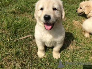 Photo №1. golden retriever - à vendre en ville de Berlin | négocié | Annonce №115872