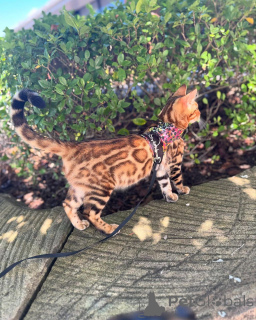 Photo №1. bengal - à vendre en ville de Sion | 750€ | Annonce № 152736