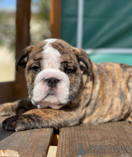 Photo №2 de l'annonce № 11163 de la vente bulldog anglais - acheter à Australie annonce privée