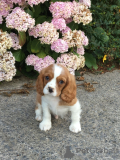 Photo №3. Adorables chiots Cavalier King Charles en adoption gratuite. Allemagne