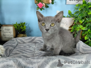 Photo №3. Chatons bleu russe stérilisés, dégriffés et micropucés à la maison. La Grande-Bretagne