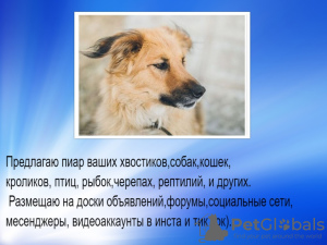 Photo №1. Services de livraison et de transportation des chats et des chiens en ville de Москва. Annonce № 7936