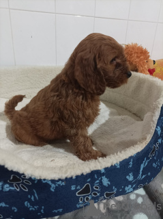 Photo №4. Je vais vendre chien à loutre en ville de Belgrade.  - prix - négocié