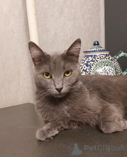 Photo №4. Je vais vendre bleu russe en ville de Moskova. annonce privée - prix - Gratuit