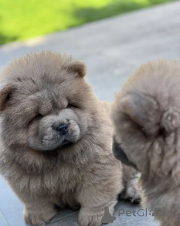 Photo №1. chow-chow - à vendre en ville de Prague | 339€ | Annonce №166635