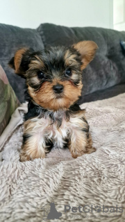 Photo №1. yorkshire terrier - à vendre en ville de Fremont | 379€ | Annonce №102459