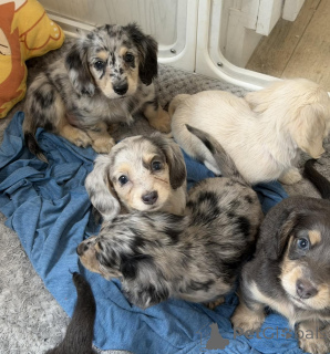 Photo №3. Chiots teckels haut de gamme à vendre en bonne santé, élevés en famille et prêts. Allemagne
