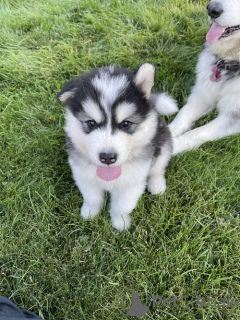 Photo №1. malamute de l'alaska - à vendre en ville de Kassel | 350€ | Annonce №149745