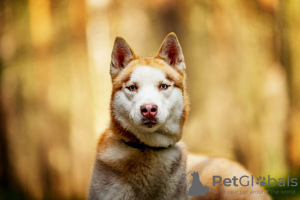 Photo №2 de l'annonce № 120233 de la vente husky de sibérie - acheter à Fédération de Russie annonce privée