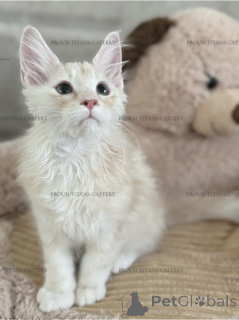 Photo №2 de l'annonce № 143463 de la vente maine coon - acheter à Emirats Arabes Unis de la fourrière, éleveur
