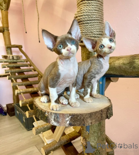 Photo №1. devon rex - à vendre en ville de Haan | 350€ | Annonce № 173917