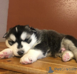 Photo №1. husky de sibérie - à vendre en ville de Rochester | 473€ | Annonce №99744