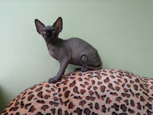 Photos supplémentaires: Je vais vendre un chaton du sphinx canadien de la garderie