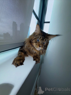 Photo №1. maine coon - à vendre en ville de Amberg | négocié | Annonce № 155508