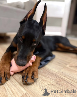 Photo №2 de l'annonce № 137750 de la vente dobermann - acheter à Allemagne annonce privée