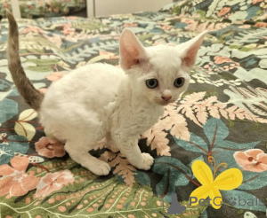 Photo №1. devon rex - à vendre en ville de Hambourg | 872€ | Annonce № 160334