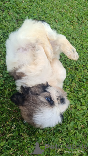 Photo №3. Chiots shih tzu à vendre. Pologne