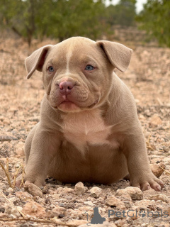 Photo №1. american bully - à vendre en ville de Alicante | négocié | Annonce №151786