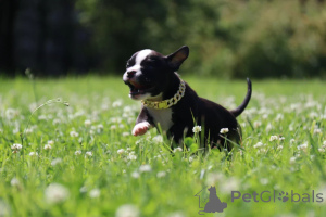 Photo №3. Miniature Girl American Bools. Fédération de Russie