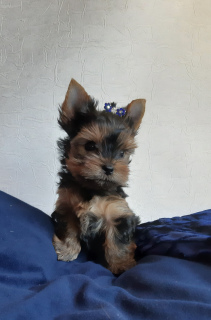 Photo №3. Garçon et fille Yorkshire Terrier. Biélorussie