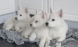 Photo №3. Superbes chiots Pomsky. Ukraine