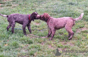 Photos supplémentaires: Chiots Lagotto Romagnolo