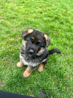 Photo №2 de l'annonce № 140711 de la vente berger allemand - acheter à Allemagne éleveur