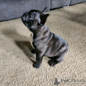 Photo №3. Chiots Frenchie maintenant disponibles. Allemagne