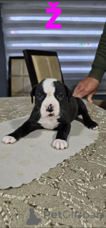 Photo №3. Le bleu de la fosse est porté par les chiots. Serbie