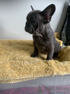 Photo №1. bouledogue - à vendre en ville de Bremen | 400€ | Annonce №124656