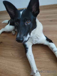 Photos supplémentaires: Chien entre de bonnes mains