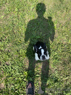 Photo №2 de l'annonce № 57727 de la vente bouledogue - acheter à Fédération de Russie annonce privée