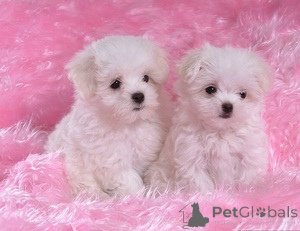 Photo №1. bichon maltais - à vendre en ville de New york | 584€ | Annonce №140124