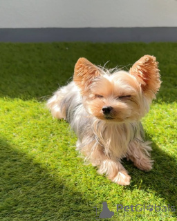 Photo №2 de l'annonce № 132661 de la vente yorkshire terrier - acheter à Portugal éleveur
