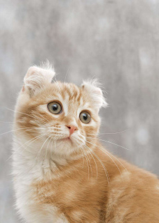 Photo №3. Labai gražiai oranžinis trumpaplaukis katinukas American curl (Amerikos. Lituanie