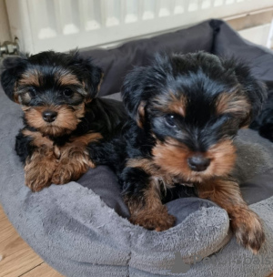 Photo №4. Je vais vendre yorkshire terrier en ville de Regensburg. annonce privée - prix - 265€