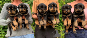 Photo №4. Je vais vendre rottweiler en ville de Vilvoorde. annonce privée, éleveur - prix - 700€