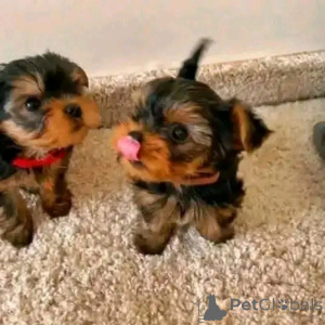 Photo №4. Je vais vendre yorkshire terrier en ville de Chicago. éleveur - prix - 425€