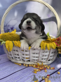 Photo №3. Chiots Welsh Corgi Pembroke. Ukraine