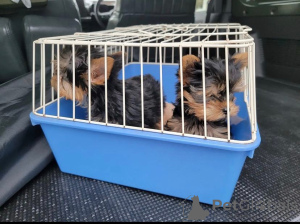Photo №4. Je vais vendre yorkshire terrier en ville de Berlin. annonce privée - prix - 298€