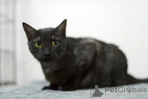 Photo №2 de l'annonce № 159232 de la vente  - acheter à Fédération de Russie annonce privée