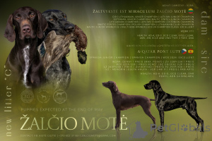 Photo №1. braque allemand à poil court - à vendre en ville de Šiauliai | 1300€ | Annonce №146050