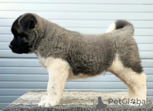 Photo №3. Akita américain, chiots de qualité supérieure. Serbie