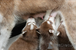 Photo №4. Je vais vendre chien bâtard en ville de Glasgow. éleveur - prix - 850€