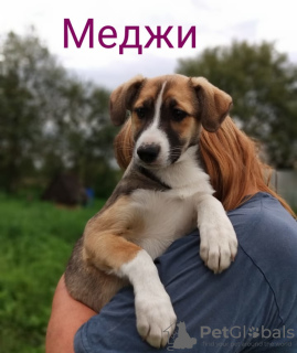 Photo №1. chien bâtard - à vendre en ville de Москва | Gratuit | Annonce №7886