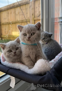 Photo №1. british shorthair - à vendre en ville de Aalst | 400€ | Annonce № 173492