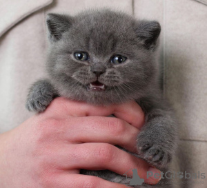 Photo №2 de l'annonce № 102294 de la vente scottish fold - acheter à USA annonce privée