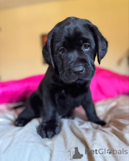 Photo №4. Je vais vendre labrador retriever en ville de Manchester. annonce privée - prix - 300€