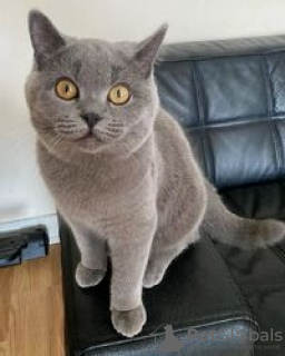 Photo №1. british shorthair - à vendre en ville de Антверпен | Gratuit | Annonce № 116286